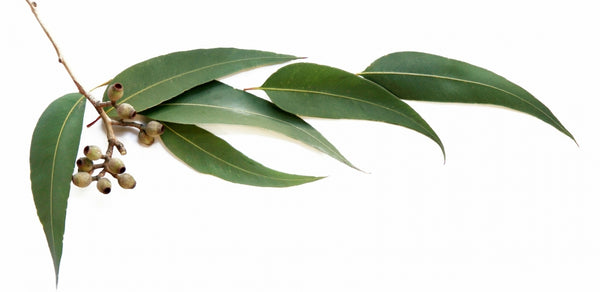 Eucalyptus Essential Oil 100ml