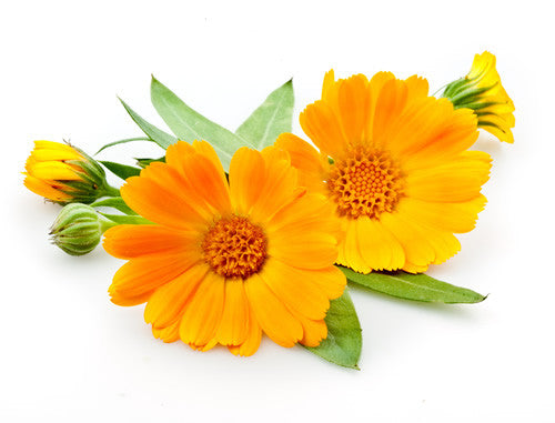 Calendula : The Flower Herb
