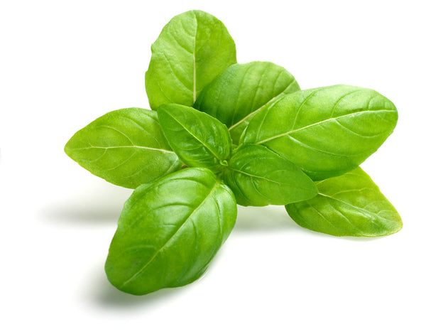 Basil Essential Oil 100ml