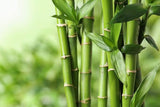 Fresh Bamboo 100g