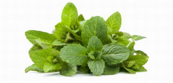 Peppermint Essential Oil 100ml